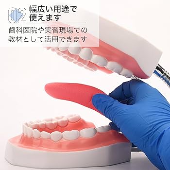 ●購入額25万円● 即購入OK匿名　歯科指導用練習用　歯科器具　床矯正装置 2倍大歯磨き指導用顎模型(矯正) [PE-ORT002]｜株式会社ニッシン